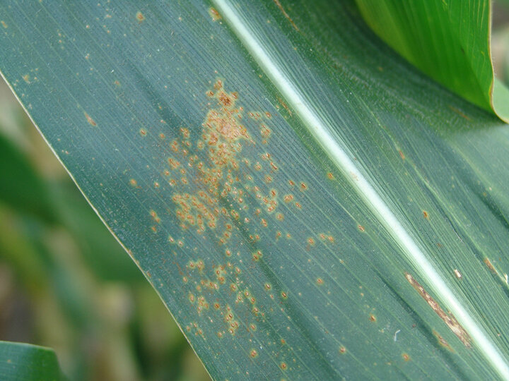 Southern rust pustules on a corn leaf