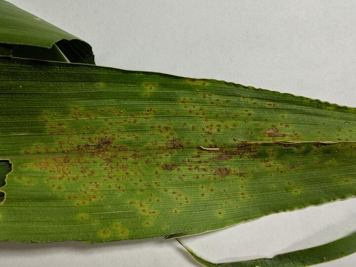 Southern rust symptoms on a corn leaf
