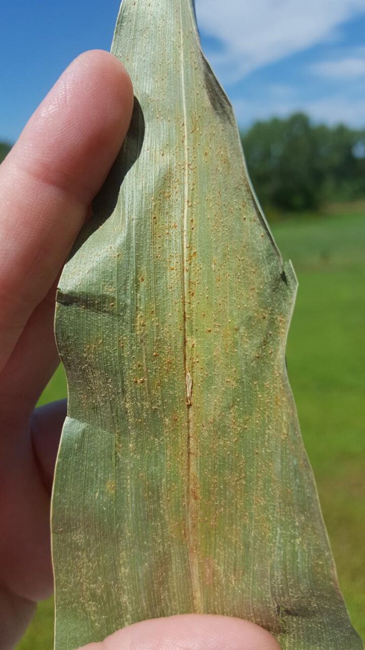 Southern rust spores on a corn leaf