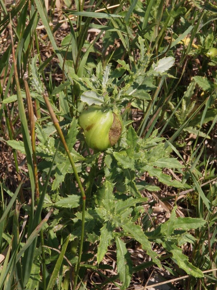 Canada thistle gall fly