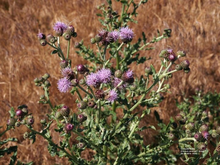 Canada thistle