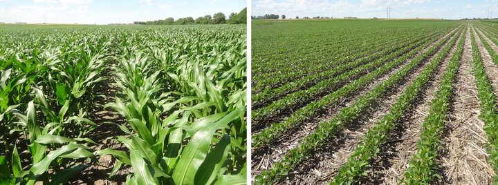 Corn and soybean fields at the university's Rogers Memorial Farm near Lincoln.