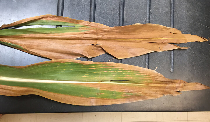 Corn Stalk Rot Diseases