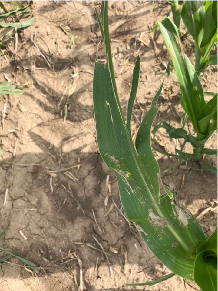 Storm damage to corn