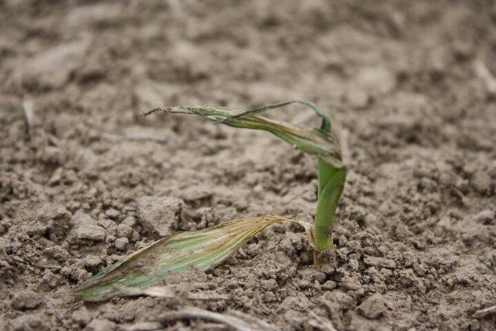 Suspected fomesafen injury in corn