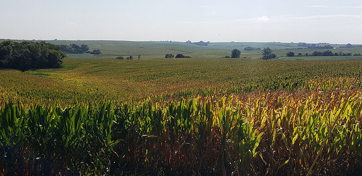 Anthracnose top dieback