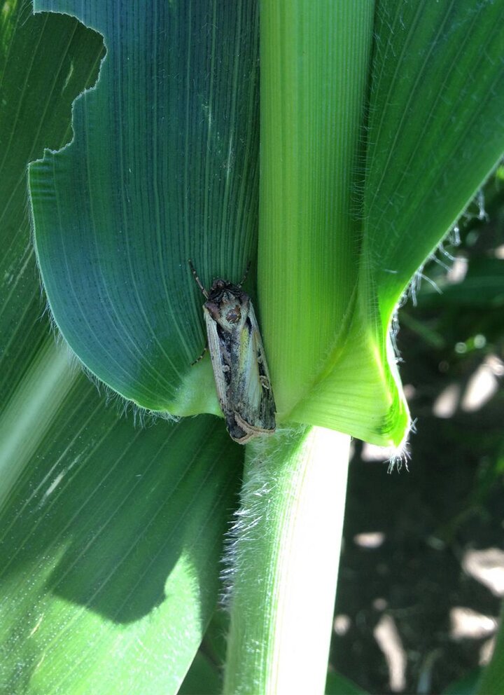 western bean cutworm moth in corn
