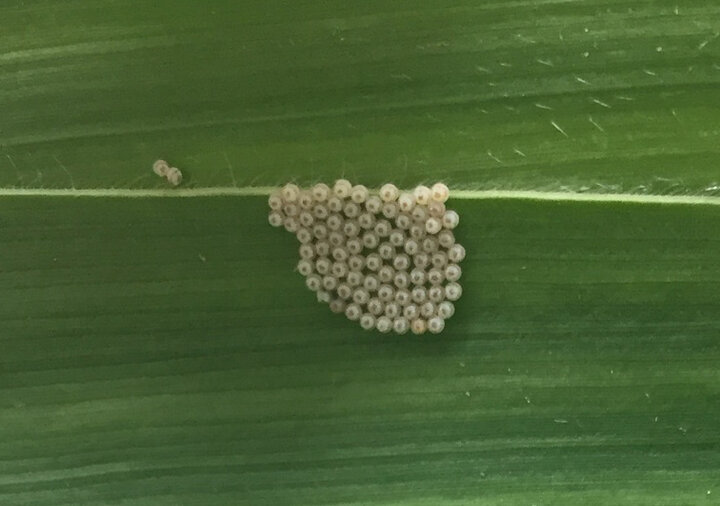 western bean cutworm eggs