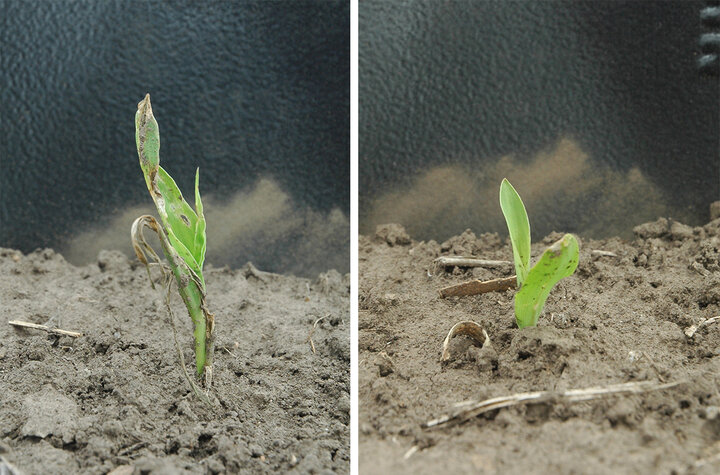Wind-damaged corn