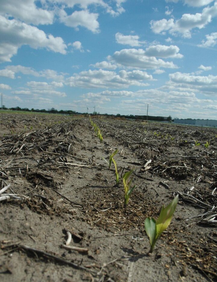 Rowing yellowish corn
