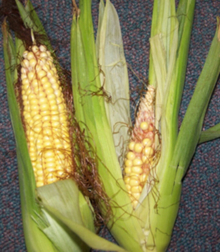 Two corn ears, one damage by pesticide
