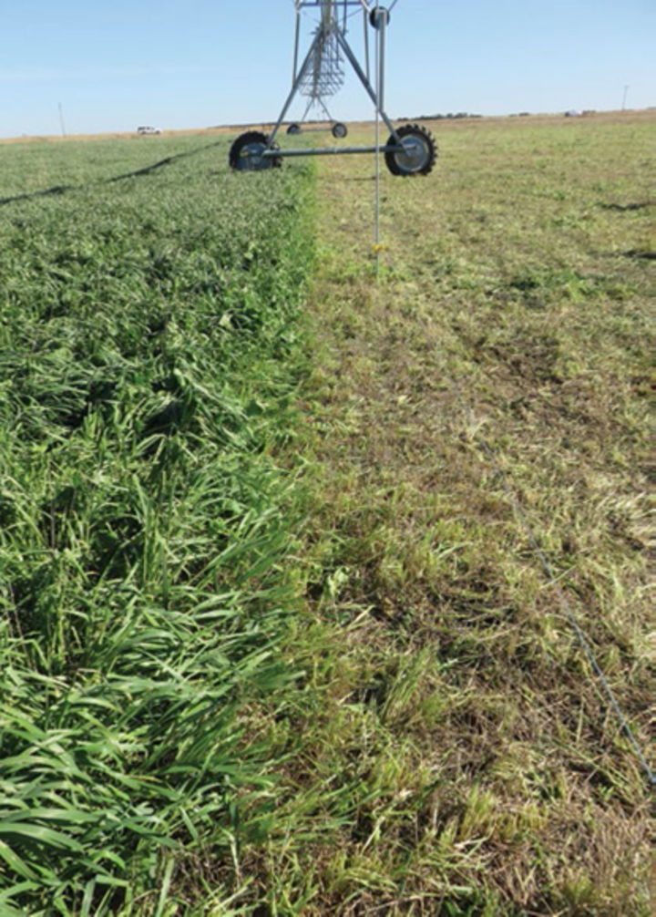 cover crops