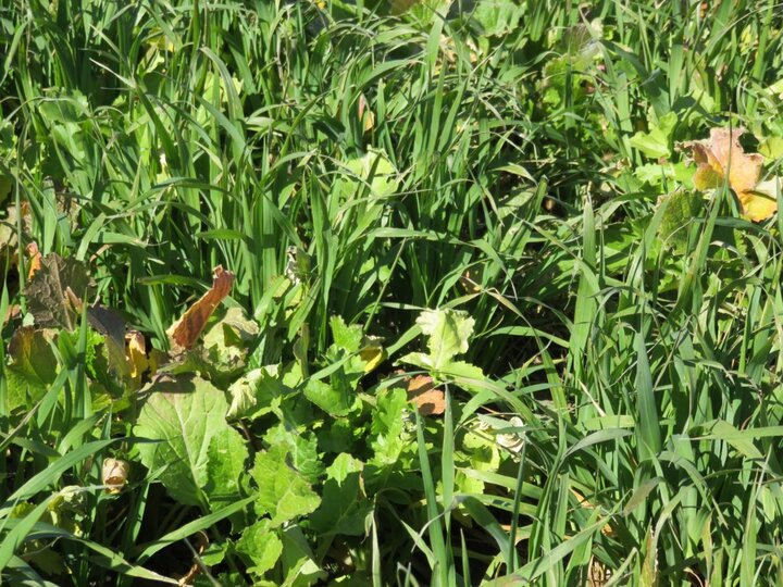 cover crop mixture