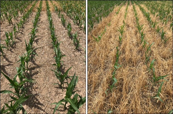 Fields with and without cover crop plantings