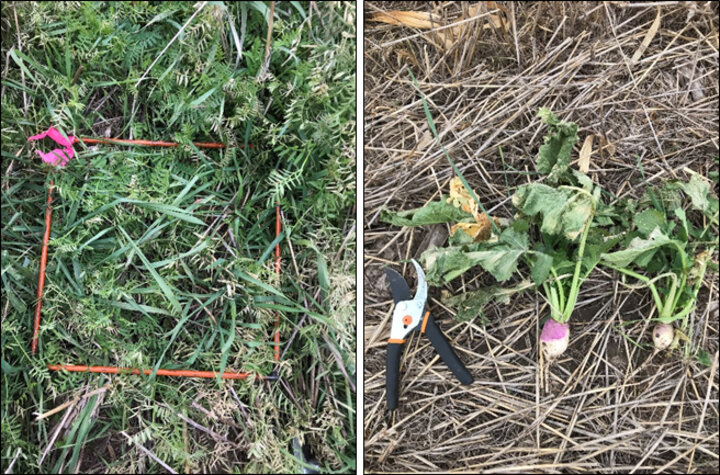 Hairy veth and purple top turnip cover crops