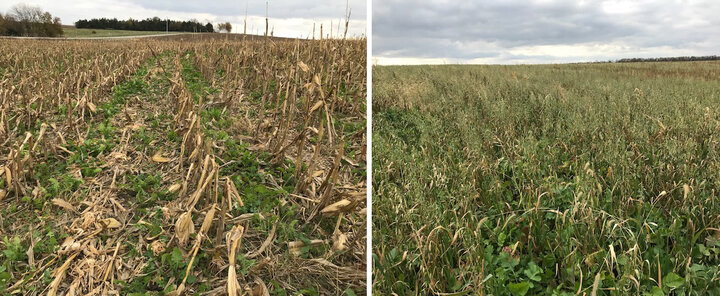 Two cover crop fields in southeast Nebraska