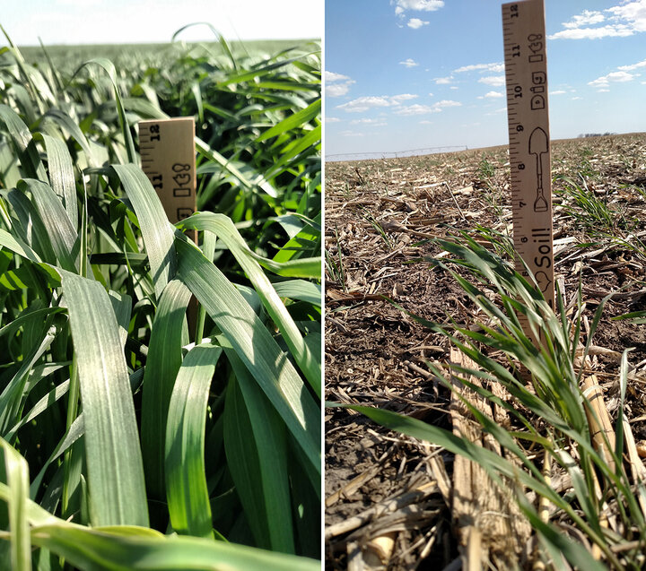 Cover Crop comparison