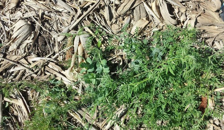 Cover crop legume mix