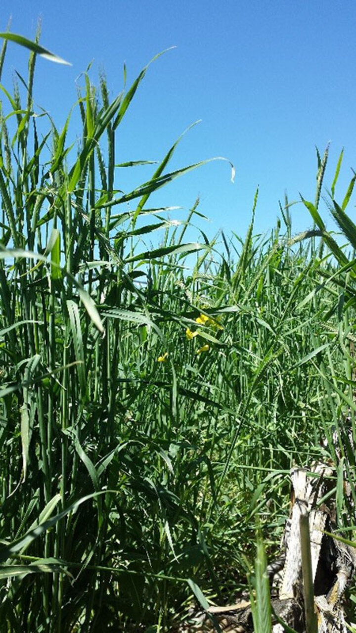 Cover crop mix