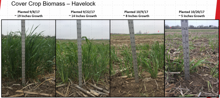 Graph of cover crop biomass for four planting dates