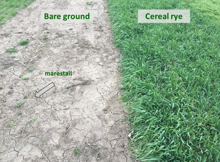 bare-ground-weeds-cover crop