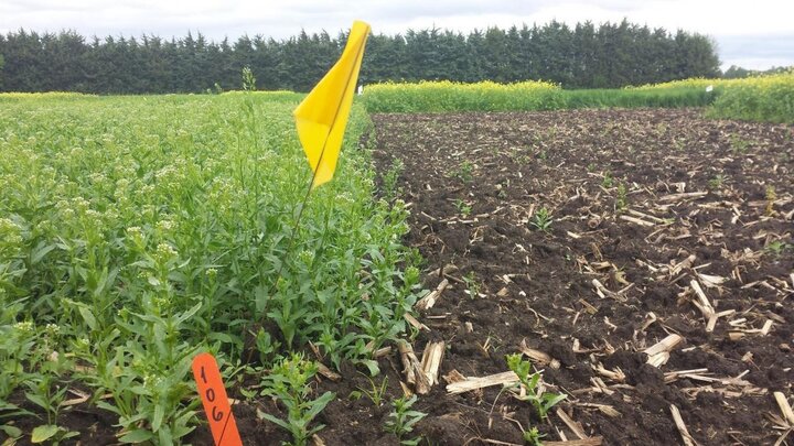 Check and Tilled plots