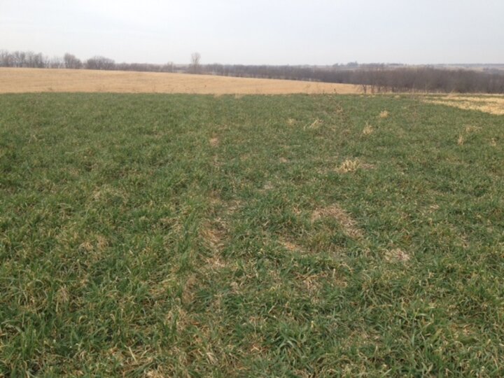 Cover crops in southeast Nebraska March 2016