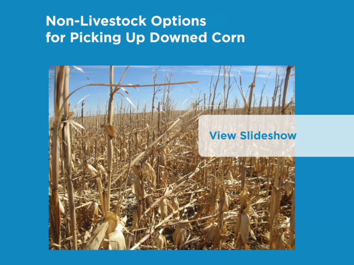 Non-Livestock Options for Picking Up Downed Corn