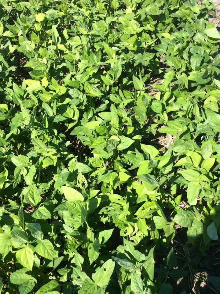 cowpea cover crop