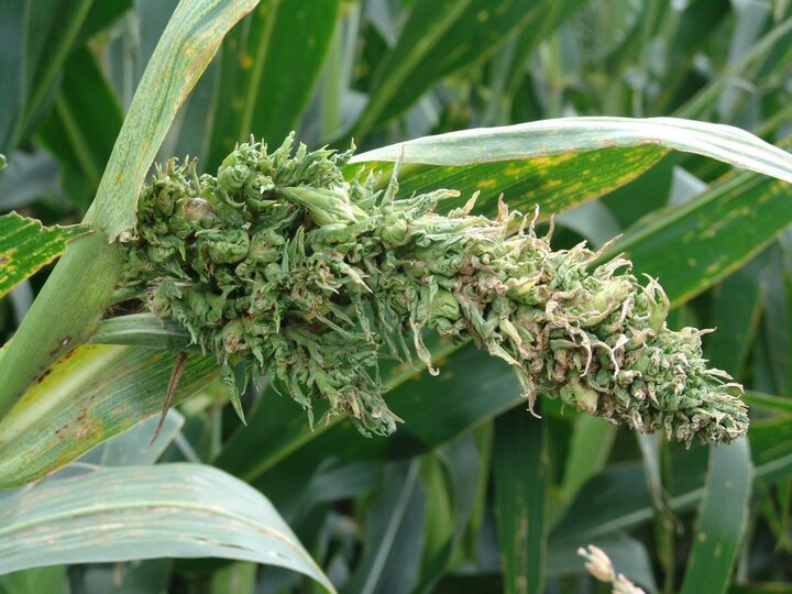 Crazy top disease in corn