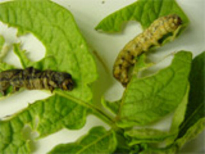 cutworm larvae 