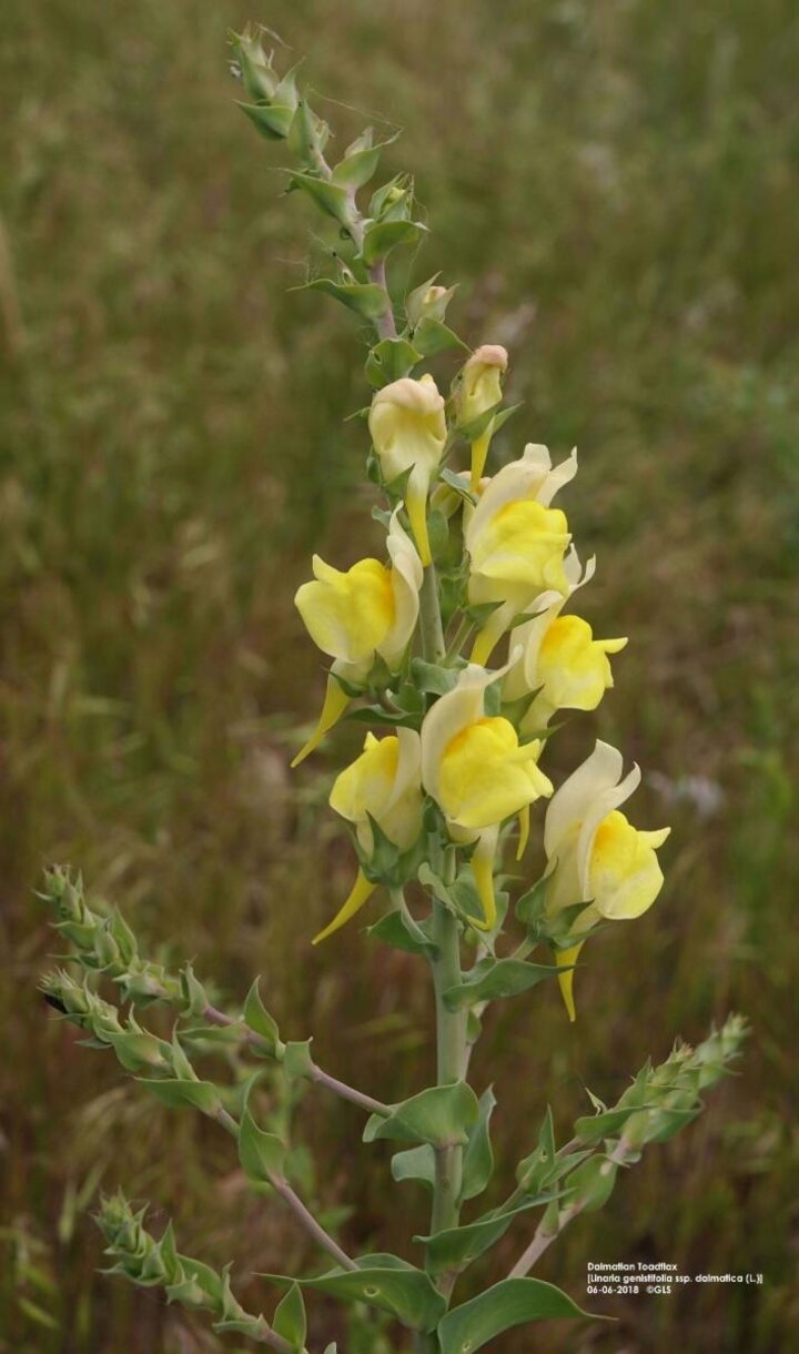 Dalmation toadflax flowerhead