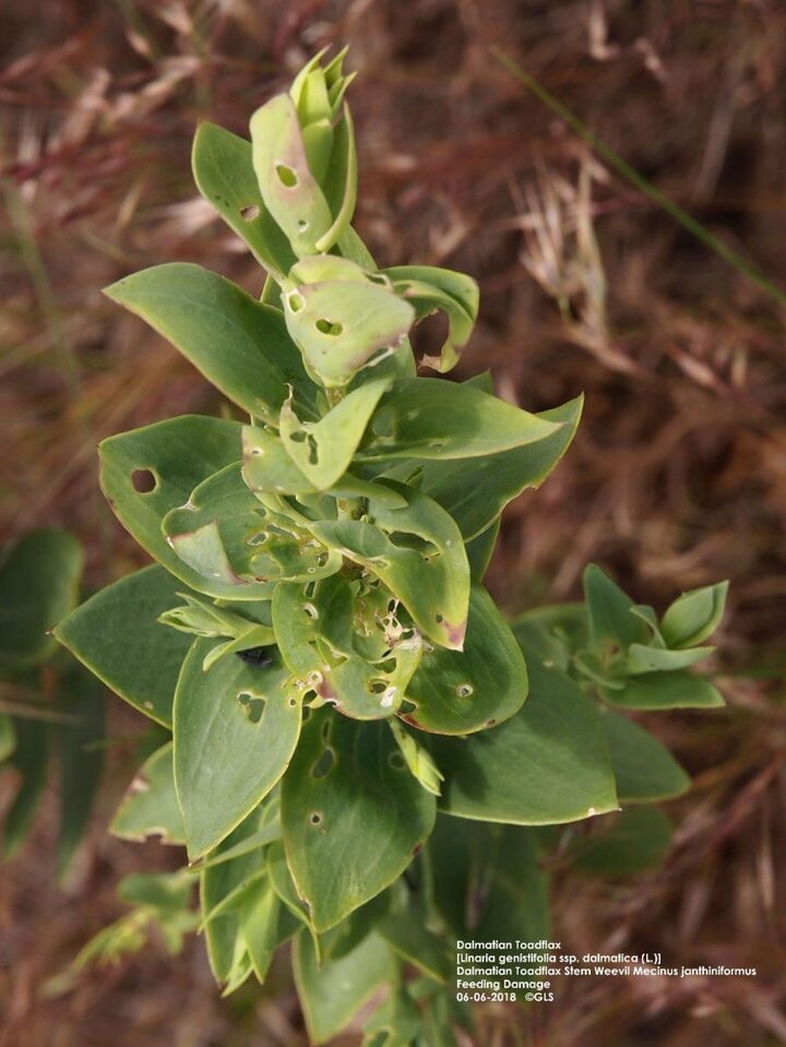 Damage to dalmation toadflax by stem-boring weevil