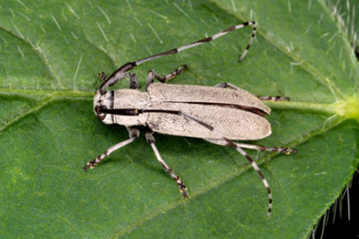 Adult soybean stem borer