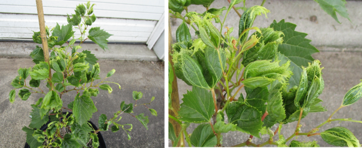 Grapes exhibiting dicamba injury