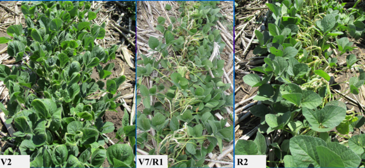 dicamba damage