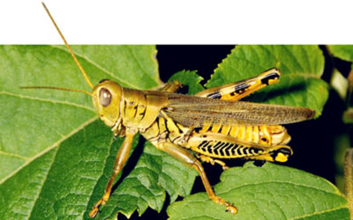 Differential grasshopper