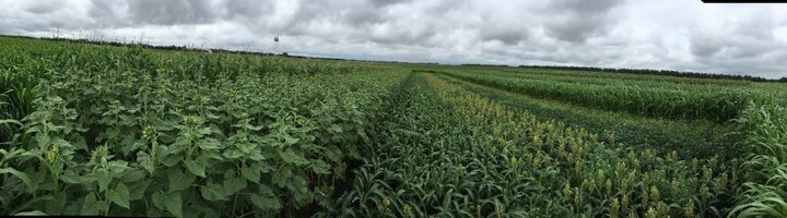 Double Cropping Trial near Mead