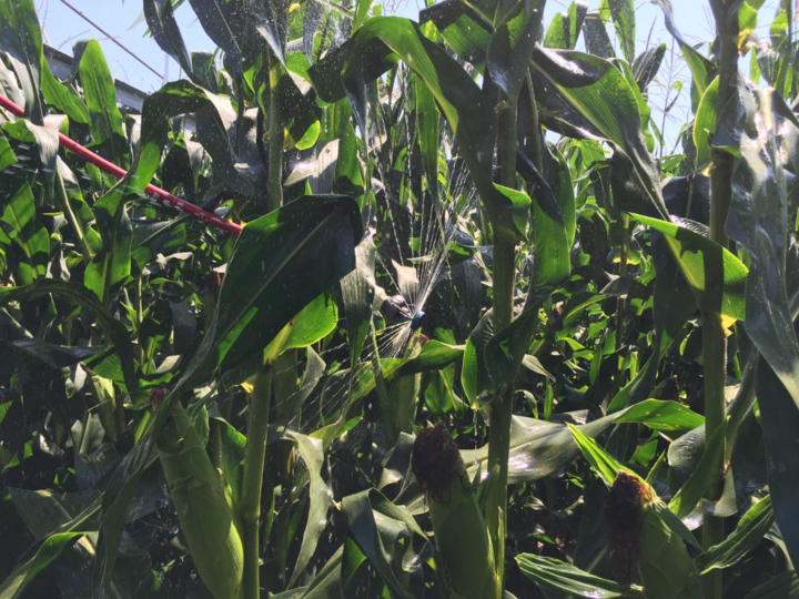 Center pivot sprinkler defice entangled in the corn canopy.