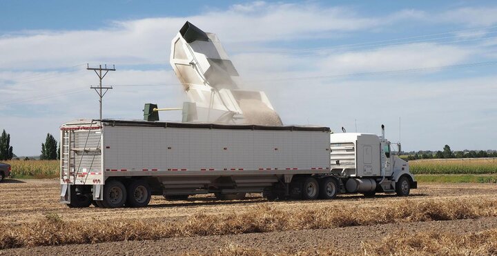 Dry bean harvest