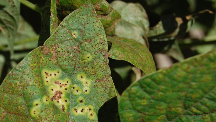 dry bean rust on leaf