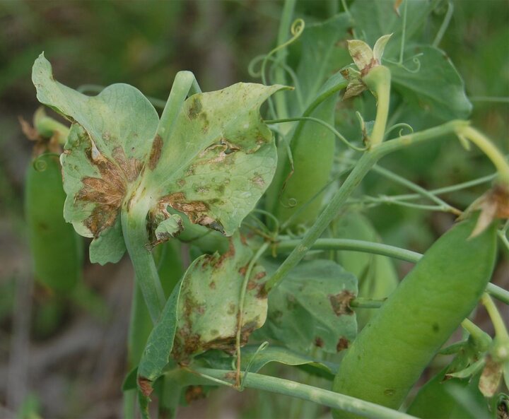 dry pea bacterial blight