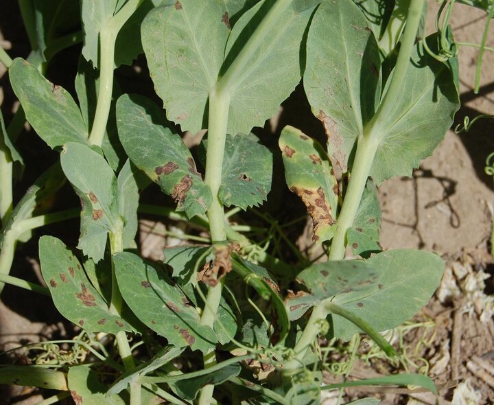 dry pea bacterial blight