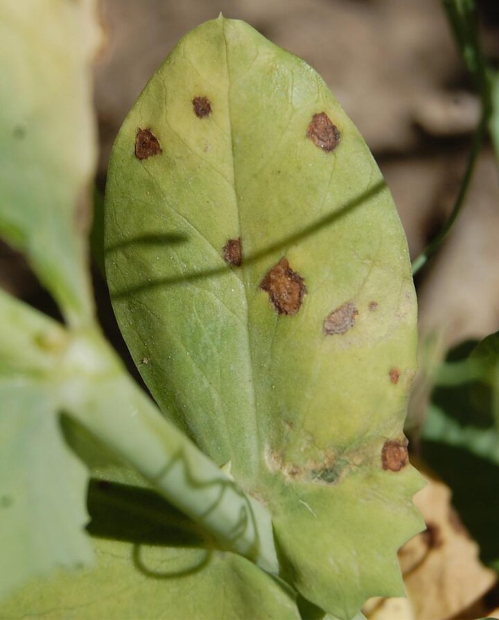 dry pea bacterial blight