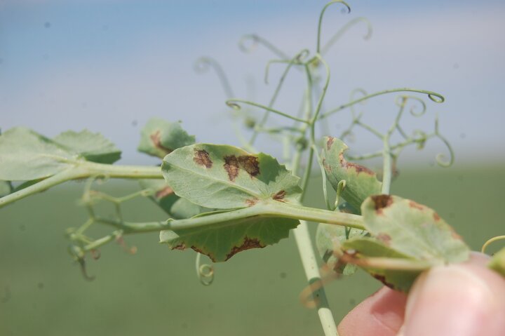 Figure 2: Bacterial leaf spot lesions