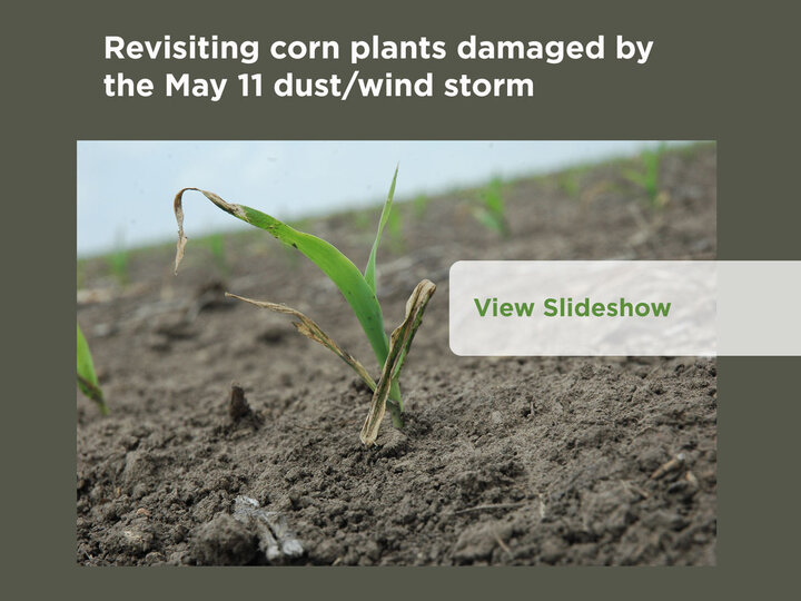 Revisiting corn plants damaged by the May 11 dust/wind storm