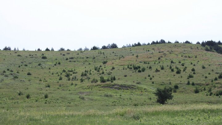 eastern redcedar infestation