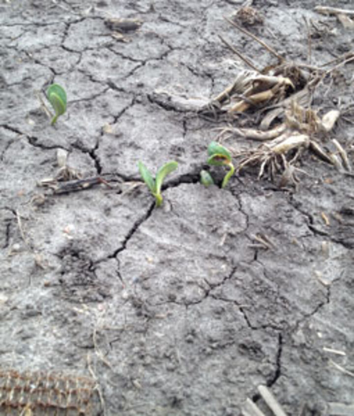  Emerging soybean photos