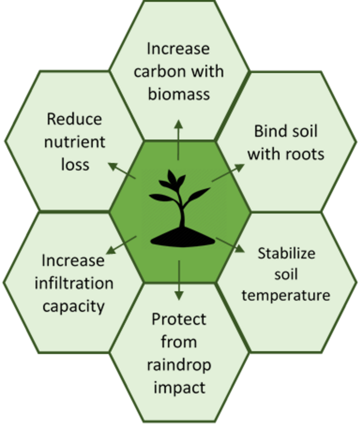 Graphic listing the potential soil benefits of cover crops