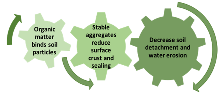 Graphic showing three interacting cogs showing how increasing soil organic matter concentration increases agggregate stability, which directly increases the soil's resistance to water erosion.